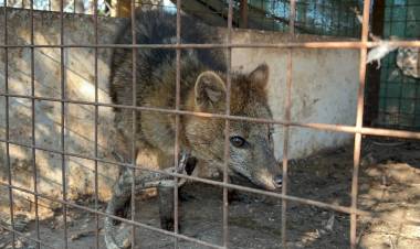 RESCATARON A UN ZORRO ENCADENADO QUE ERA EXHIBIDO ILEGALMENTE EN UNA CASA DE COMIDAS