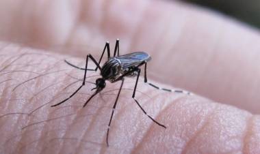 FIEBRE CHIKUNGUNYA: SE MANTIENE EL DESCENSO DE CASOS