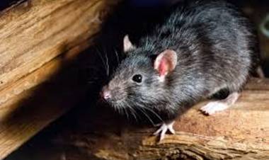 CHILE EN ALERTA SANITARIA POR LA LETALIDAD DEL HANTAVIRUS