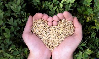 JAQUE MATE AL “FRAUDE VERDE”: POR QUÉ “COMER ECOLÓGICO” SE HA VUELTO EL ÚNICO CAMINO SUSTENTABLE