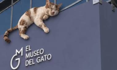 SE INAUGURÓ EN MÉXICO EL MUSEO DEL GATO, UN ESPACIO INTERACTIVO ÚNICO EN EL MUNDO