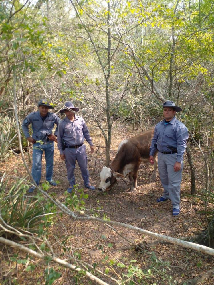 TRAS RASTRILLAJES RECUPERAN UN ANIMAL BOVINO