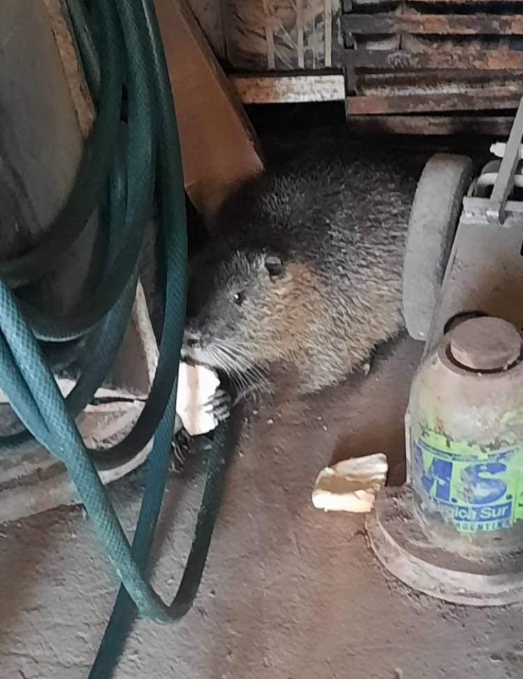 ANIMAL SILVESTRE RESCATADO Y LIBERADO A SU HABITAD