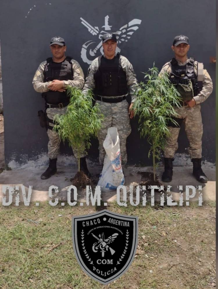TRANSPORTABA DOS PLANTAS DE MARIHUANA Y FUE DETENIDO POR MOTORISTAS