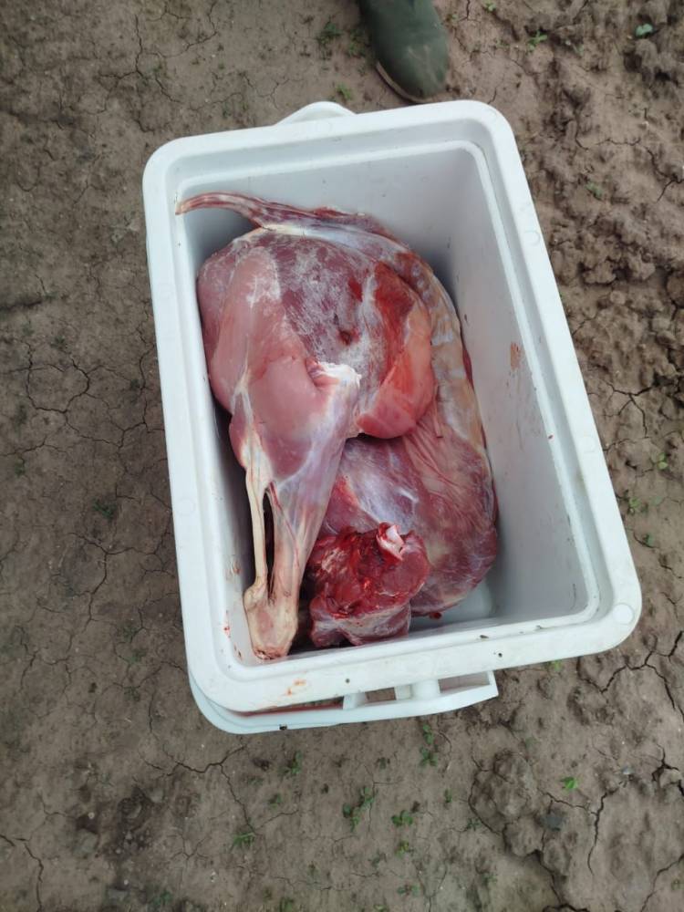 VILLA ÁNGELA: SECUESTRAN ARMAS Y ANIMAL FAENADO EN OPERATIVO RURAL