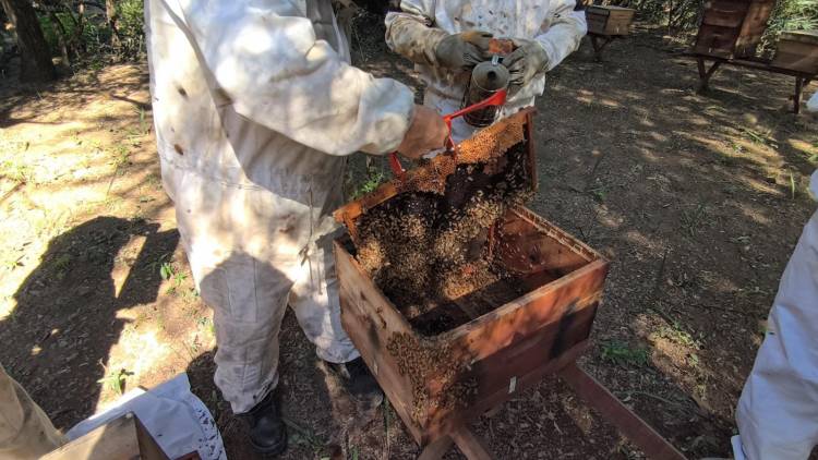 GRAN NOTICIA: CHACO LIDERA LA PRODUCCIÓN DE MIEL ORGÁNICA EN LA ARGENTINA