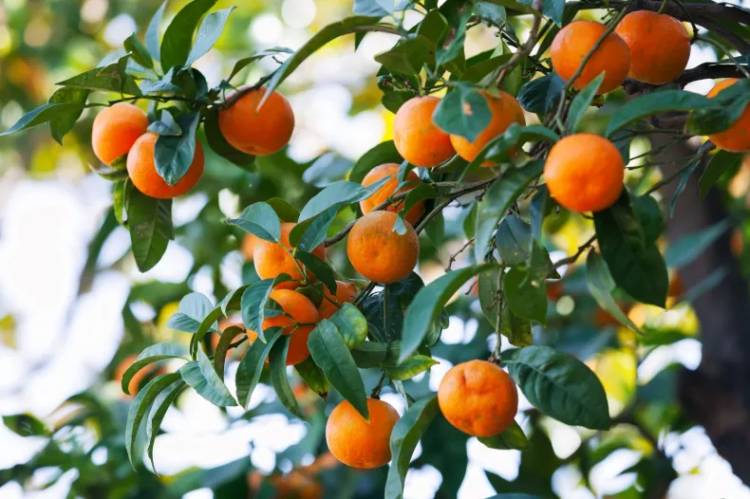 INVITAN A CHARLA SOBRE "LOS FRUTALES Y NOSOTROS" EN LA UNNE