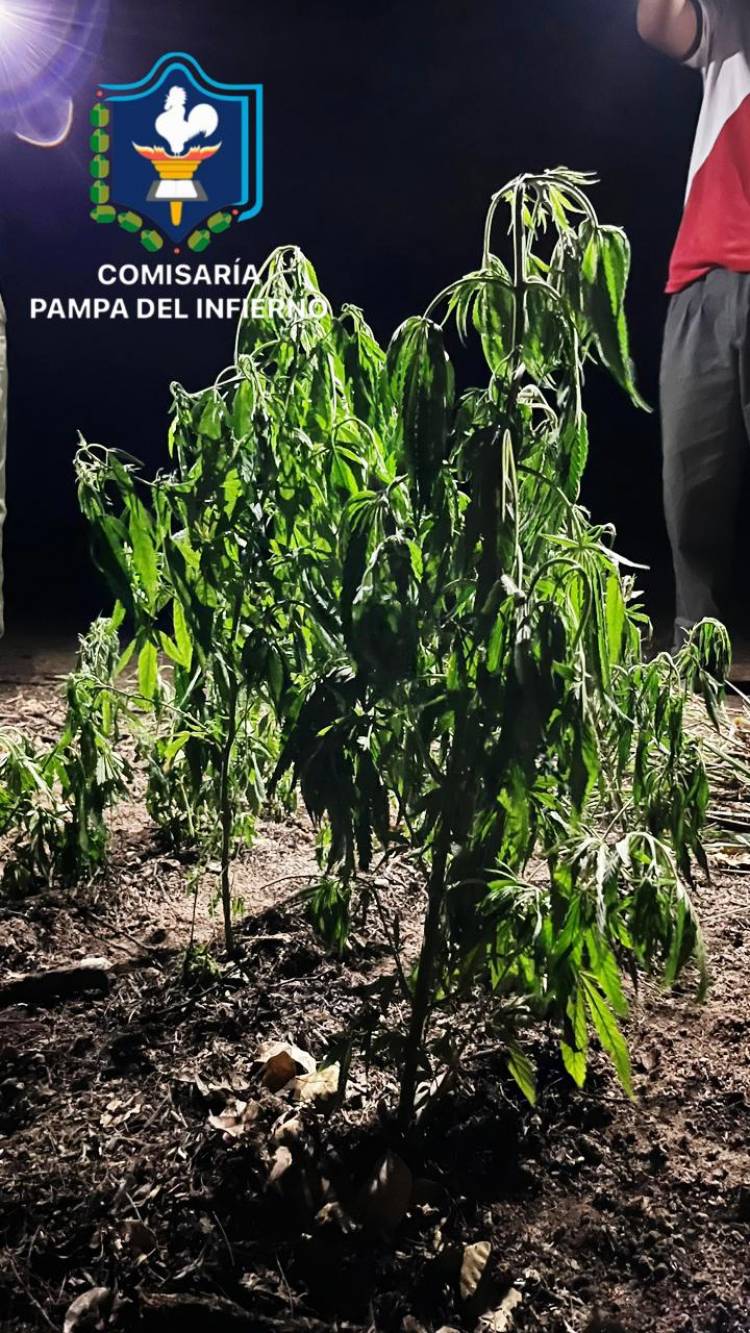 HALLARON UNA PLANTACIÓN DE MARIHUANA EN UN MONTE
