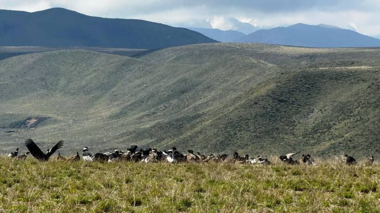 MENDOZA BATIÓ EL RÉCORD DE AVISTAMIENTO DE CÓNDOR ANDINO: MÁS DE 90 EJEMPLARES