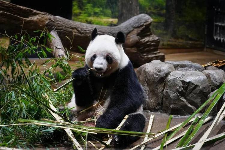 PARTIERON HACIA CHINA LOS ÚLTIMOS DOS PANDAS QUE ESTABAN EN JAPÓN