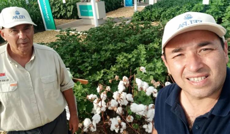 EL INTA PRESENTÓ EN EXPOAGRO LA VARIEDAD DE FIBRA EXTRALARGA ALHUE