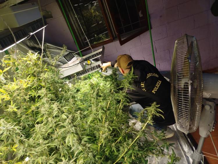 SE DESMANTELO LABORATORIO DE CANABIS EN BARRIO ESPAÑA