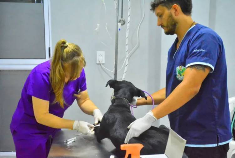 IMPULSAN UNA LEY PROVINCIAL PARA FRENAR LA SOBREPOBLACIÓN DE PERROS Y GATOS