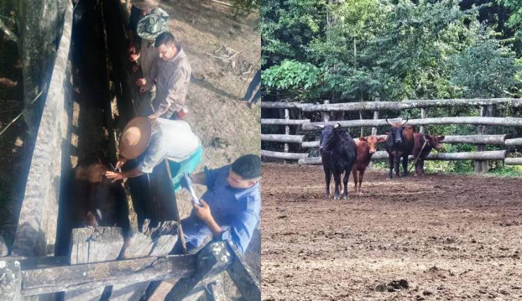 ALLANARON DOS ESTANCIAS EN LA ISLA DEL CERRITO Y DETUVIERON A TRES SOSPECHOSOS