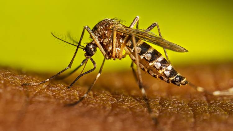 DESCENDIERON LOS CASOS DE FIEBRE CHIKUNGUNYA, PERO SE CONFIRMARON TRES DE DENGUE