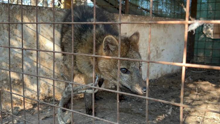 RESCATARON A UN ZORRO ENCADENADO QUE ERA EXHIBIDO ILEGALMENTE EN UNA CASA DE COMIDAS