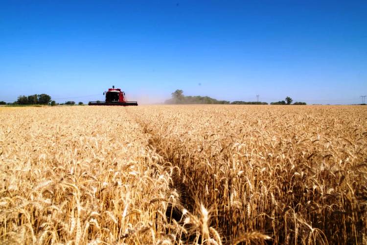 FUERTE CRECIMIENTO DE LA ACTIVIDAD AGROPECUARIA EN MAYO: CUÁNTO AVANZÓ EN CADA SECTOR