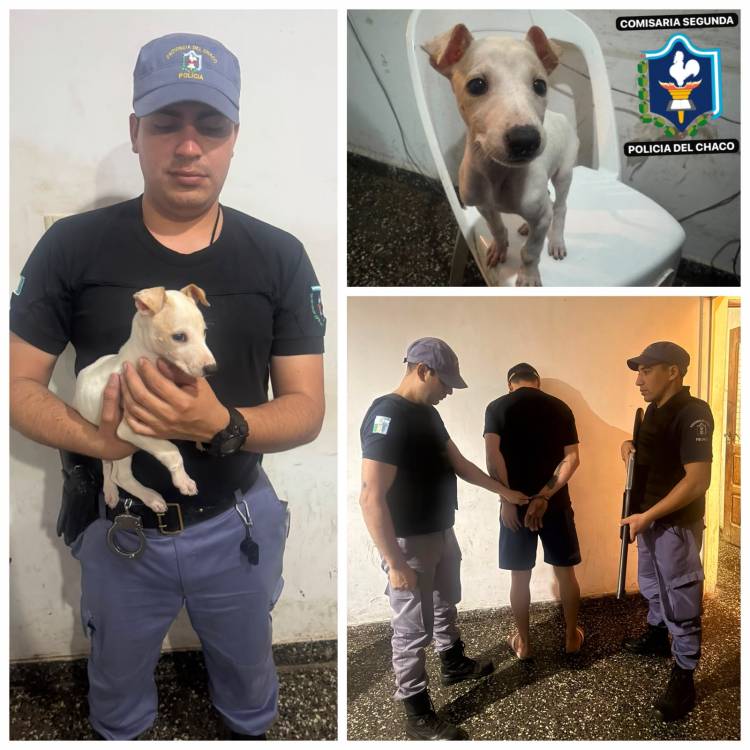 VILLA ÁNGELA: COMISARÍA SEGUNDA ESCLARECIÓ UN HECHO DE HURTO Y RECUPERÓ EL ANIMAL SUSTRAÍDO